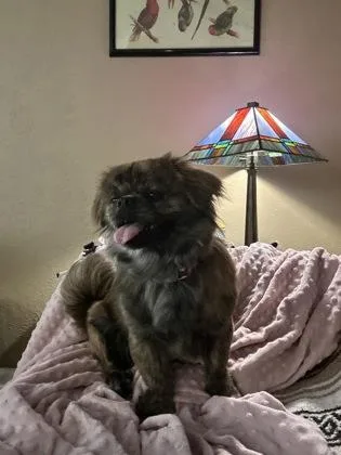 A baby small-sized male Shih Tzu dog named Chocolate Chip for adoption in Fort Worth, TX