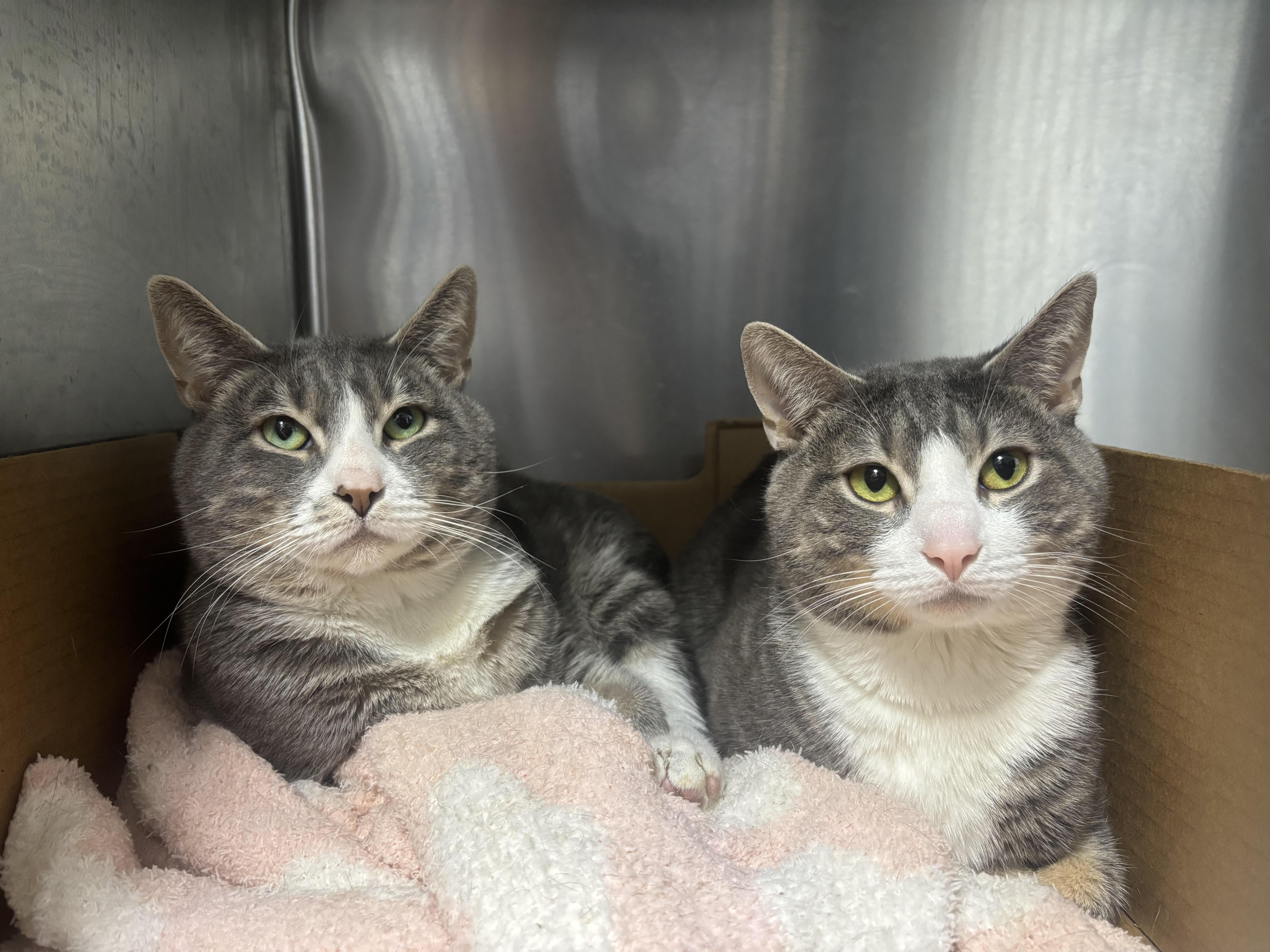 An adult medium-sized male Tabby (Gray / Blue / Silver) Domestic Short Hair cat named Mochi And Matcha for adoption in North Haven, CT