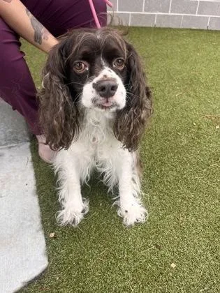 An adult medium-sized male Cocker Spaniel dog named Cooper for adoption in Atlanta, GA