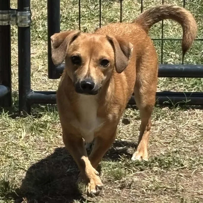 Hazel