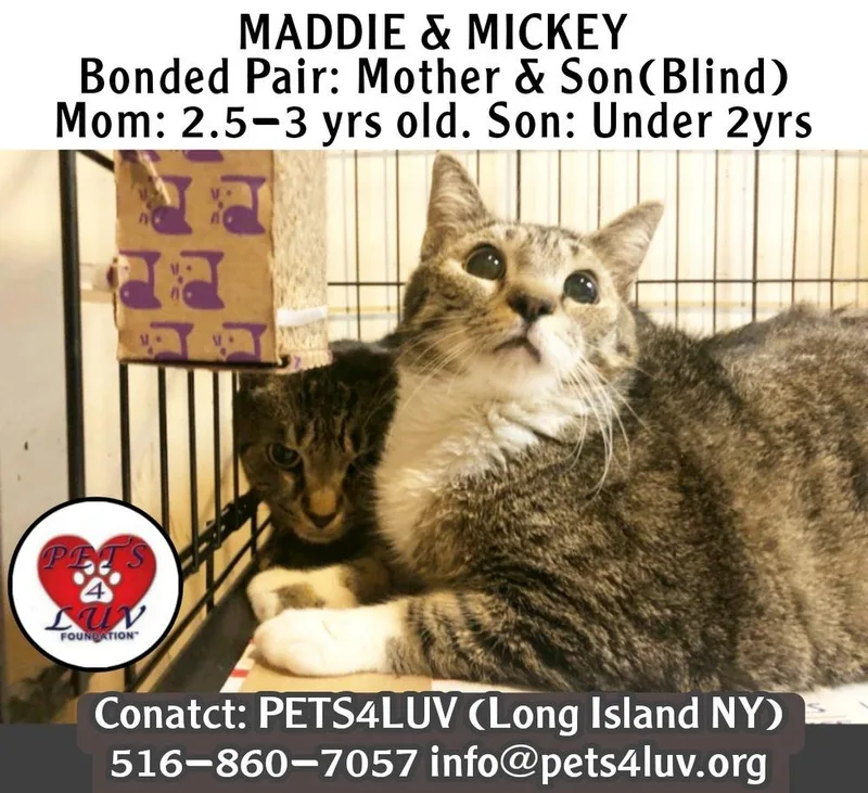 Maddie Laurelton thumbnail 2