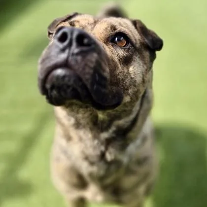 An adult medium-sized female Shar-Pei dog named Maggie for adoption in Merriam, KS