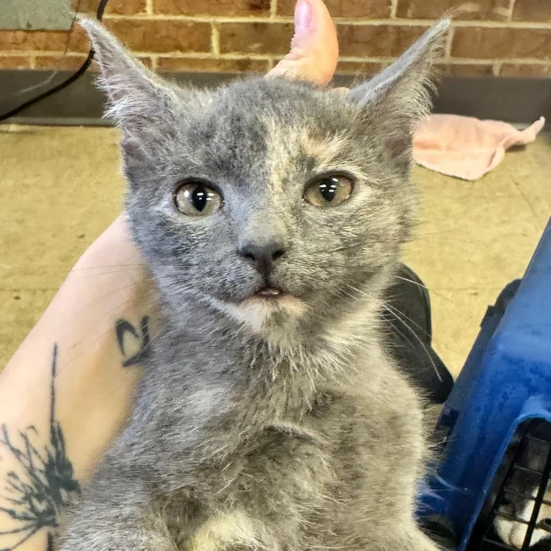 Rosie