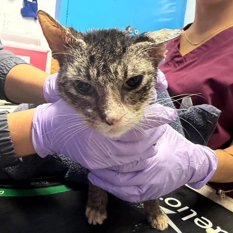 An adult small-sized female Gray / Blue / Silver Domestic Short Hair cat named Megara for adoption in Wahiawa, HI