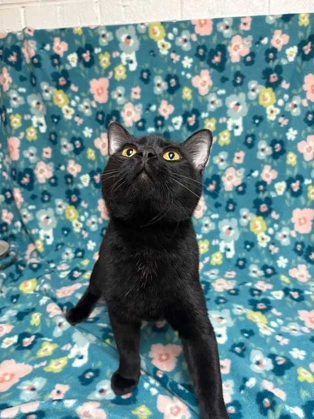 An adult medium-sized male Black Domestic Short Hair cat named Harry for adoption in Waterloo, IA