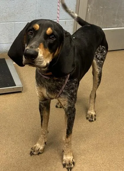 An adult large-sized male Mixed Breed dog named Trusty for adoption in Chamblee, GA