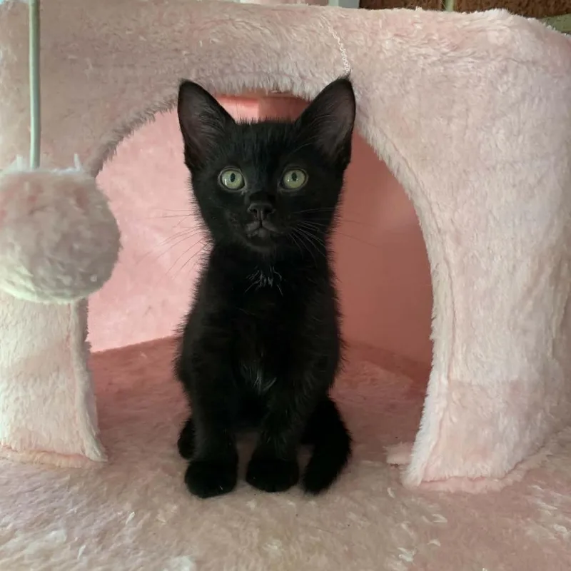 A baby small-sized male Black Domestic Short Hair cat named Roscoe for adoption in La Grange, KY