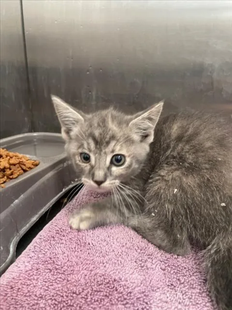 A baby small-sized female Domestic Short Hair cat named Rain for adoption in Tracy, CA