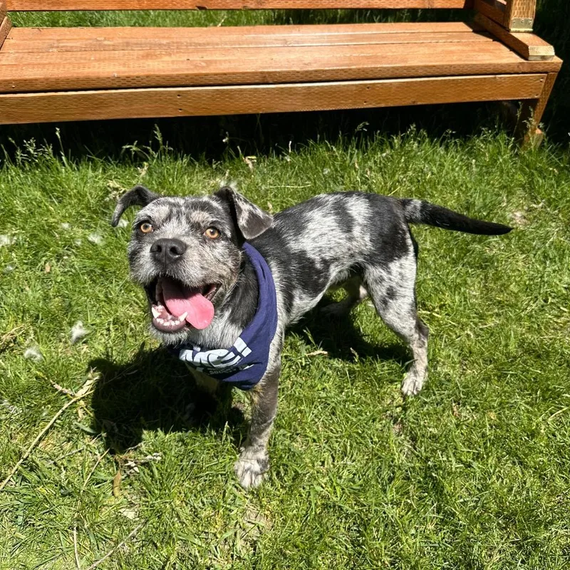A young medium-sized male French Bulldog dog named Oliver for adoption in Logan, UT