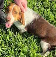 A young small-sized female Tricolor (Brown, Black, & White) Beagle dog named Morna for adoption in Atco, NJ