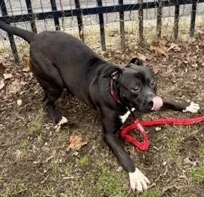 Finnegan thumbnail 2