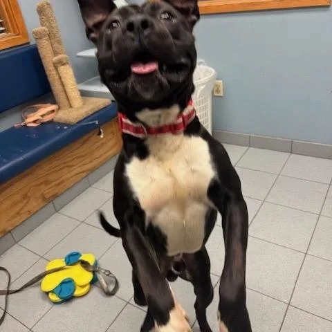 Finnegan thumbnail 4