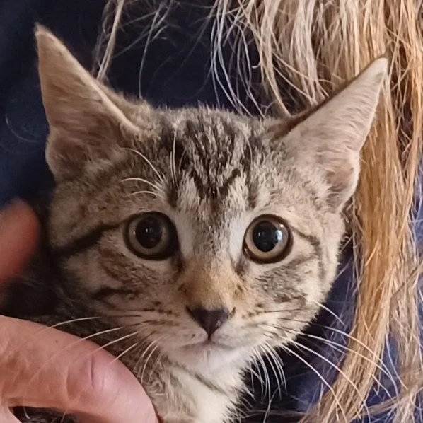 A baby small-sized female Tabby cat named Tova for adoption in San Jose, CA