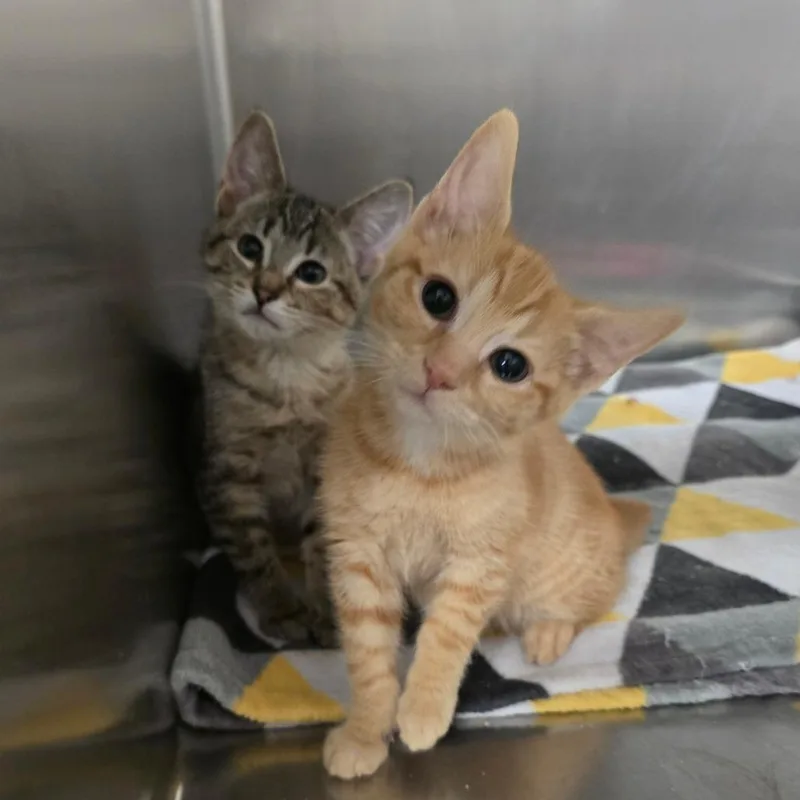 A baby small-sized male Orange / Red Domestic Short Hair cat named Rooster for adoption in Spokane, WA