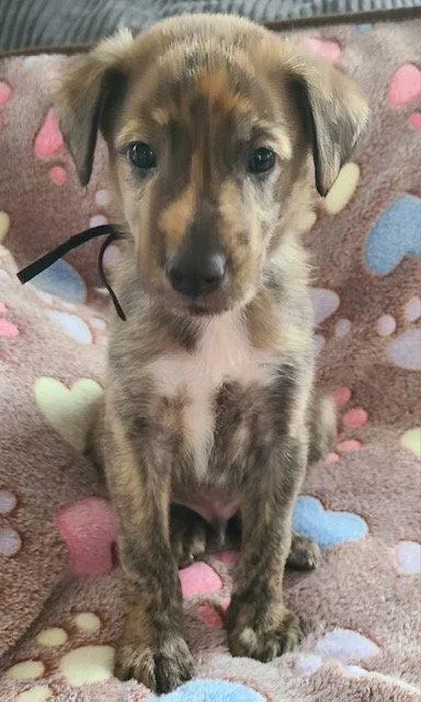 A baby medium-sized male Plott Hound dog named Andes for adoption in Cary, NC