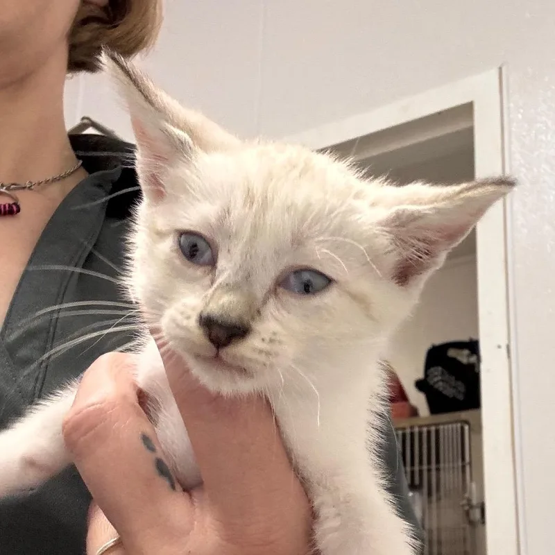 A baby small-sized female Gray / Blue / Silver Domestic Short Hair cat named Marge for adoption in Tampa, FL