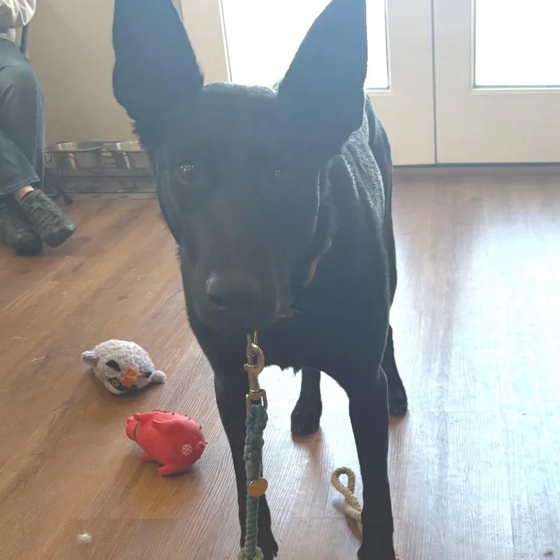 An adult large-sized male Black Belgian Shepherd / Malinois dog named Qbert for adoption in Easton, PA