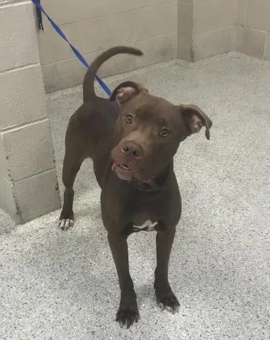 An adult medium-sized male Pit Bull Terrier dog named A for adoption in Conroe, TX