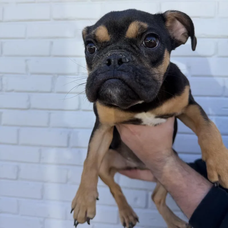 A young small-sized female Black English Bulldog dog named Lady Agnes Snufflebottom for adoption in Northbrook, IL