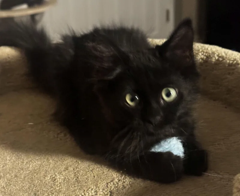 A baby medium-sized male Black Domestic Short Hair cat named Kerfluffle for adoption in Seal Beach, CA