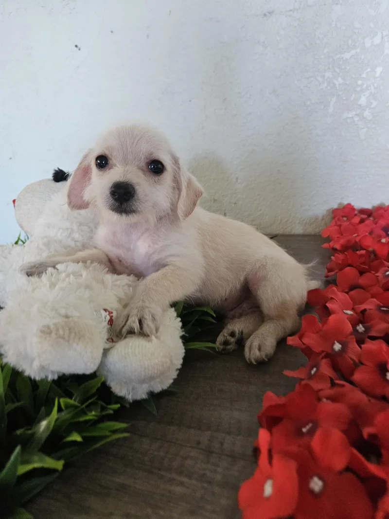 A baby small-sized male White / Cream Terrier dog named Binx for adoption in Los Angeles, CA