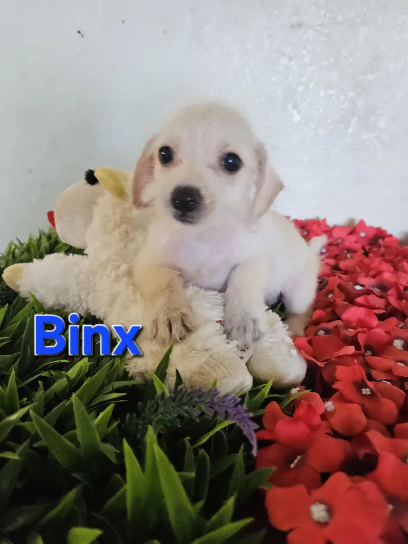 Binx thumbnail 2