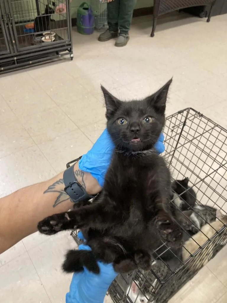 A baby medium-sized female Domestic Short Hair cat named Big Bird for adoption in Burnsville, NC