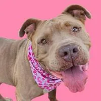 A senior medium-sized female Apricot / Beige Pit Bull Terrier dog named Chimichanga  URGENT for adoption in Thousand Oaks, CA