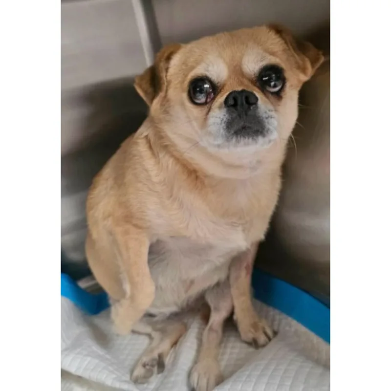 A young small-sized female Apricot / Beige Pug dog named Honey for adoption in Boulder, CO