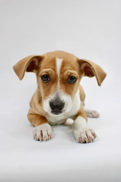 A baby small-sized female Chihuahua dog named Wendy for adoption in Morton Grove, IL