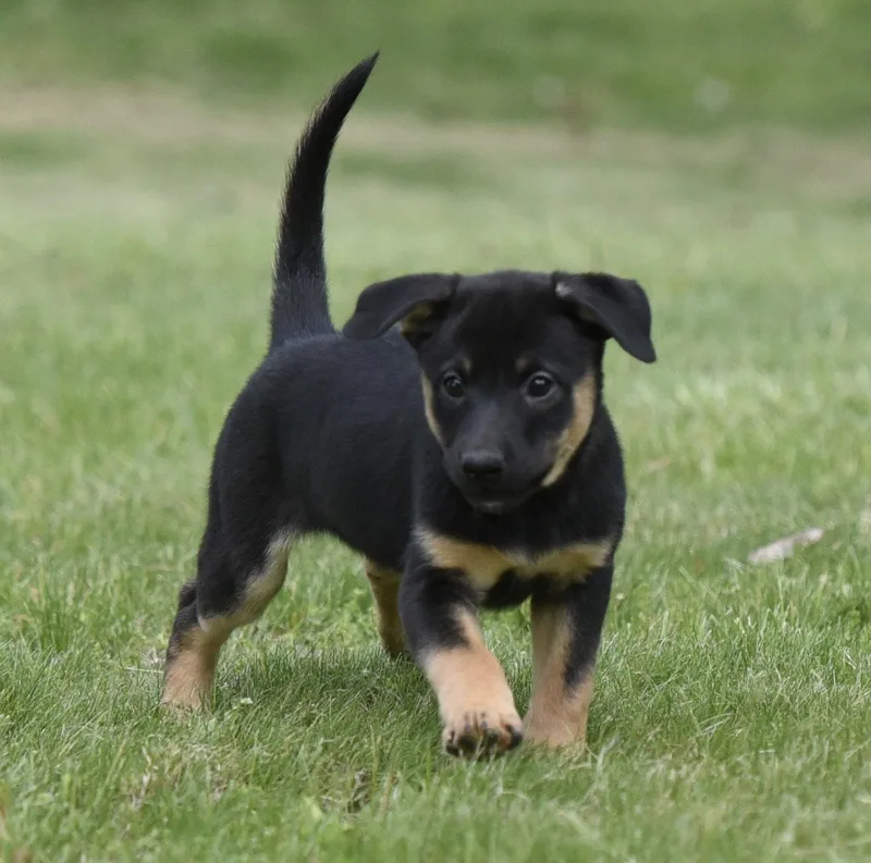 Sadie