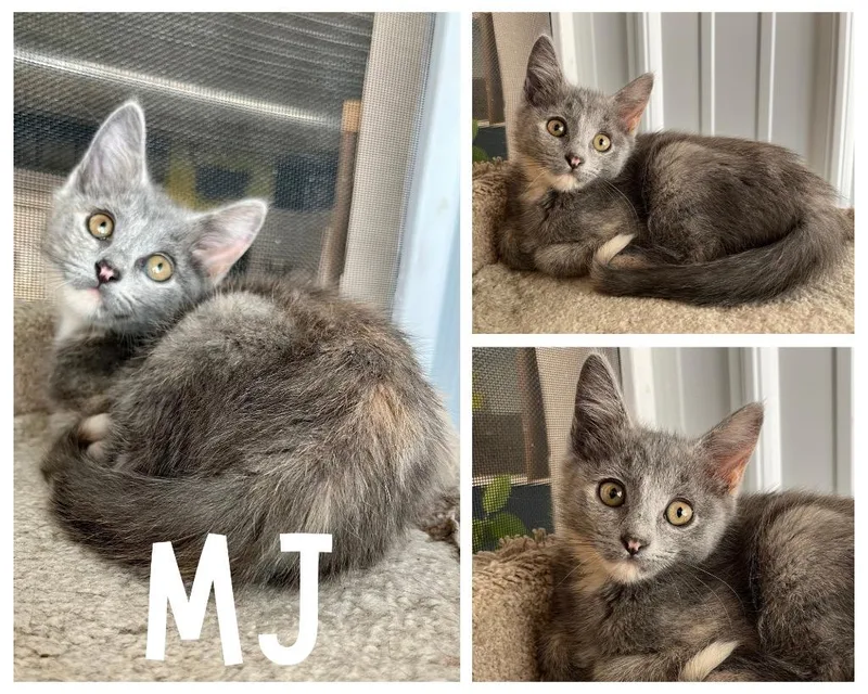A baby small-sized female Domestic Short Hair cat named Mj for adoption in Pierceton, IN