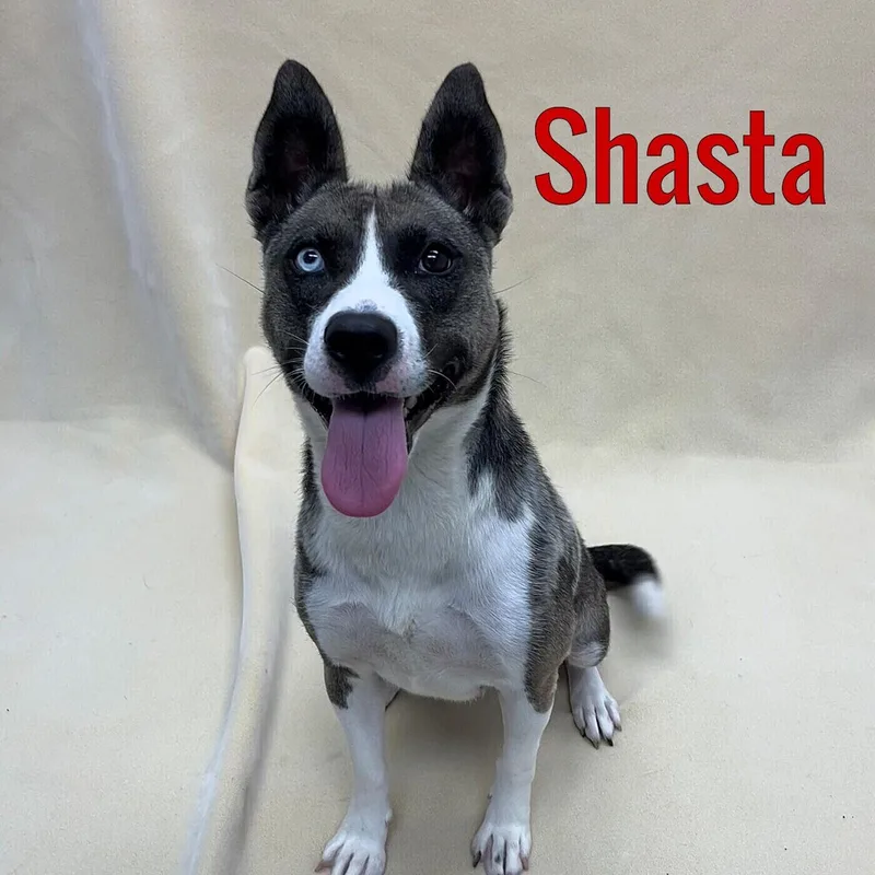 A young medium-sized female Gray / Blue / Silver Husky dog named Shasta for adoption in Pleasantville, NJ