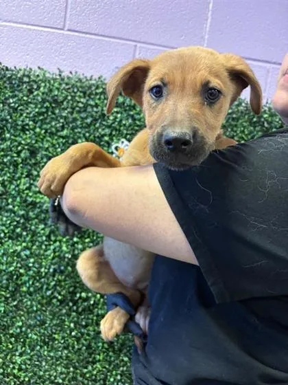 A baby medium-sized female Yellow / Tan / Blond / Fawn German Shepherd Dog dog named 61095709 for adoption in El Paso, TX