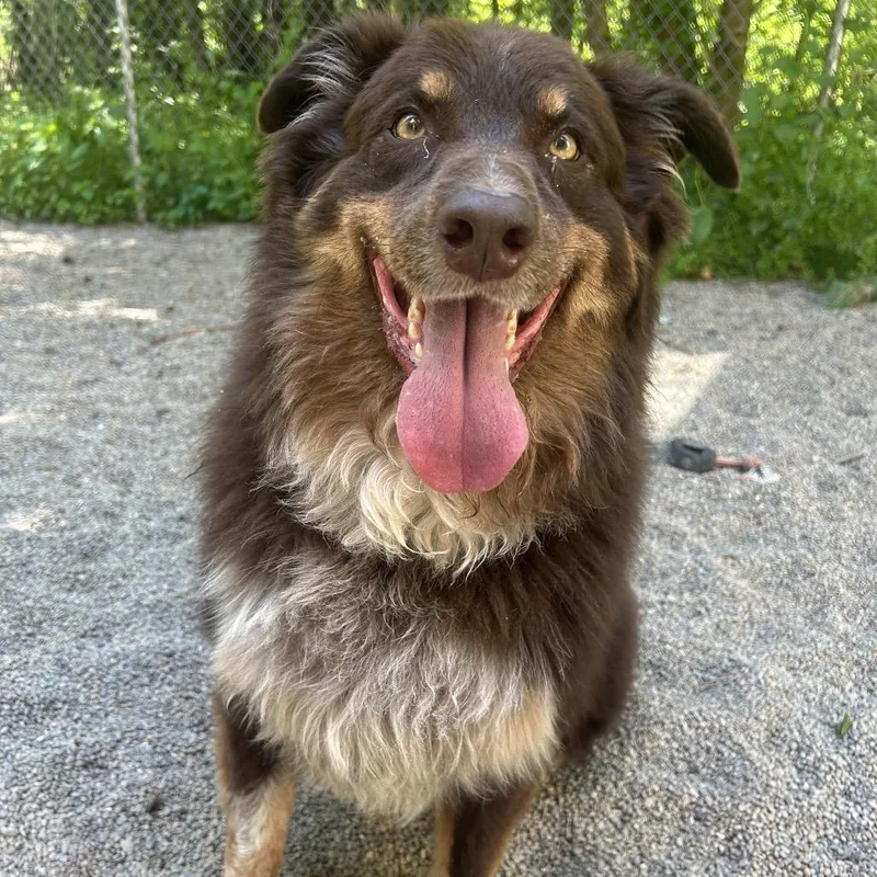 An adult large-sized male Brown / Chocolate Australian Shepherd dog named Auzi for adoption in Greenville, PA