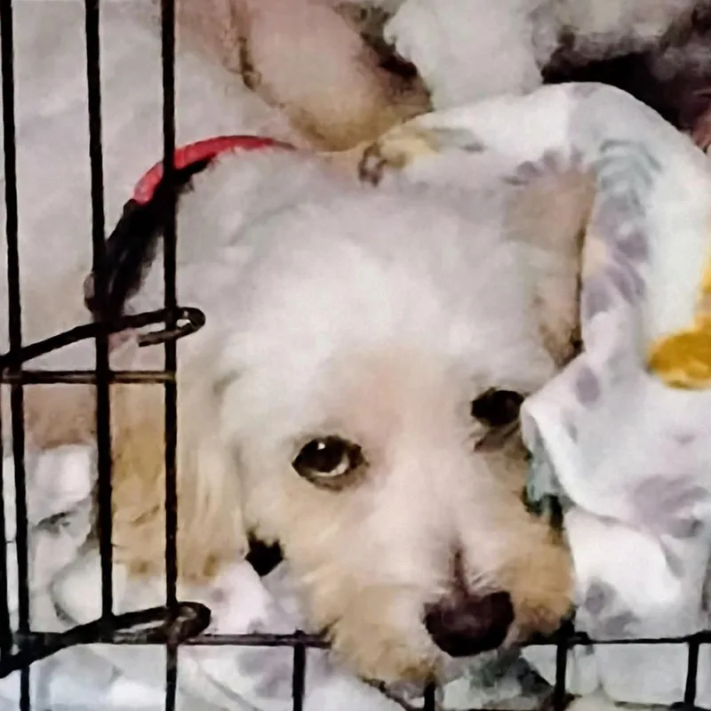 An adult small-sized female White / Cream Maltese dog named Harbor Matcha for adoption in Houston, TX