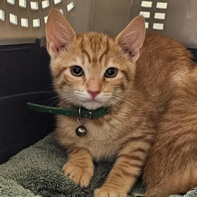 A baby small-sized male Orange / Red Domestic Short Hair cat named Shortbread for adoption in Sonoma, CA