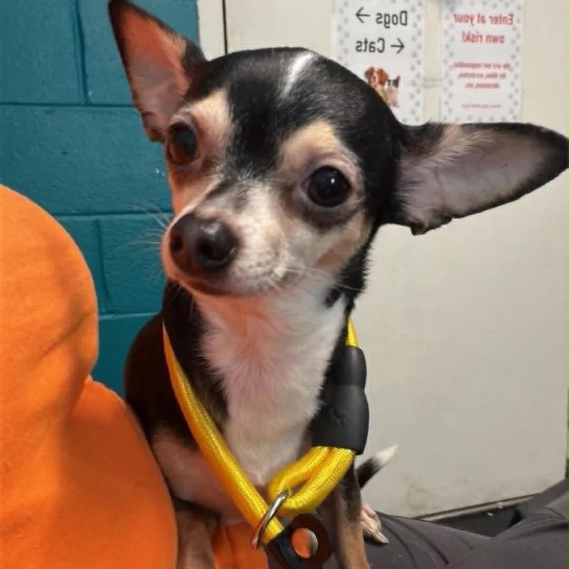 An adult small-sized female Black Chihuahua dog named Thumbelina for adoption in Shinnston, WV