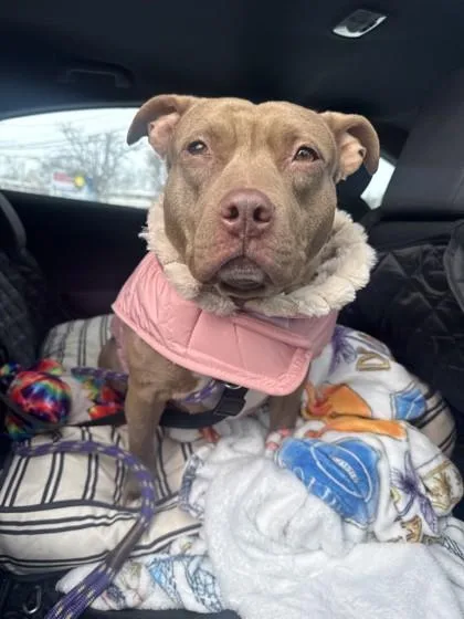 Clarabelle thumbnail 3