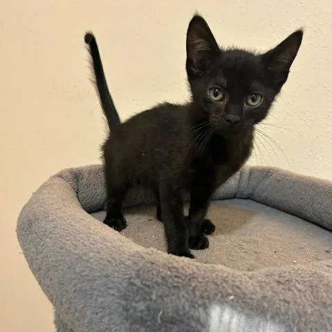 A baby small-sized male Black Domestic Short Hair cat named Gateau for adoption in League City, TX