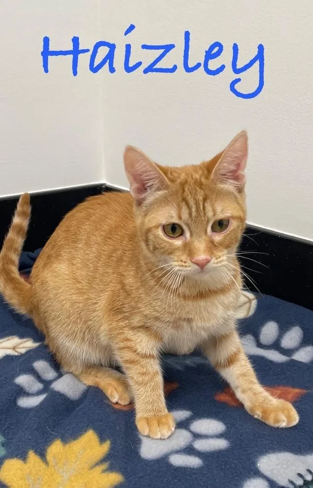 A baby small-sized female Tabby cat named Haizley for adoption in Fern Park, FL