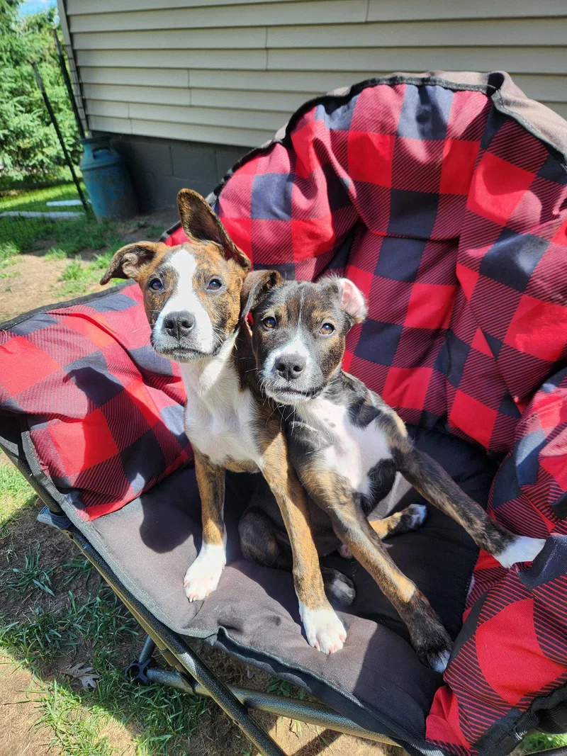 A young medium-sized female Terrier dog named Reba for adoption in Cottage Grove, MN