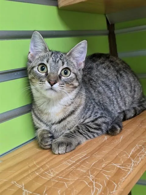 A baby small-sized female Domestic Short Hair cat named Star for adoption in Saint Peters, MO