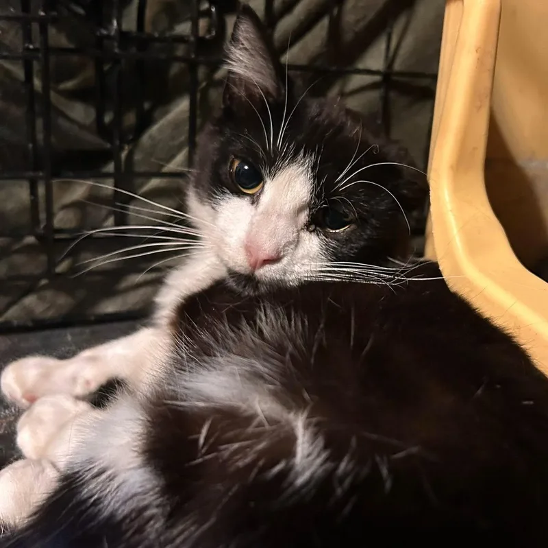 A young medium-sized female Domestic Short Hair cat named Jet for adoption in East Hartford , CT