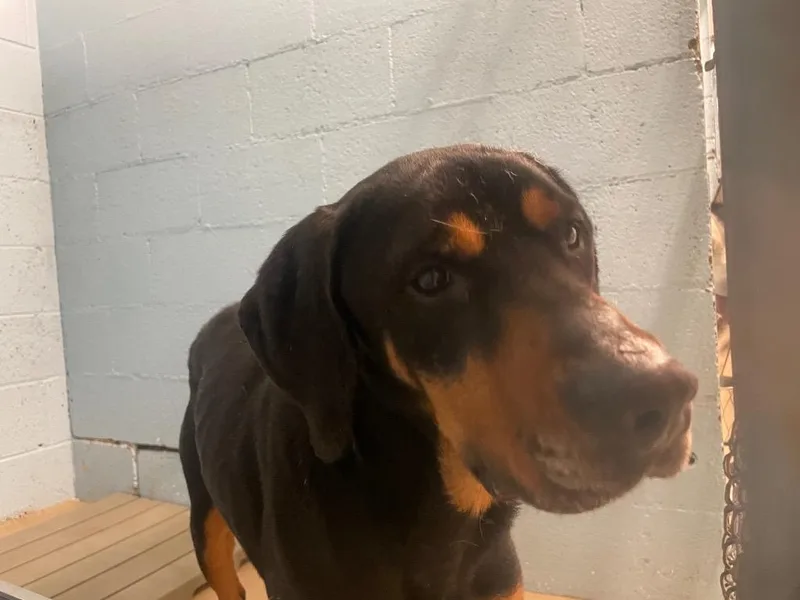 An adult large-sized male Rottweiler dog named Turtle for adoption in Blountville, TN