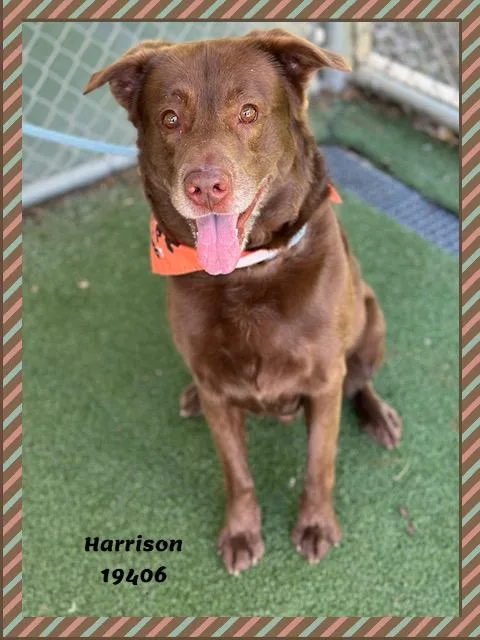 Harrison thumbnail 3