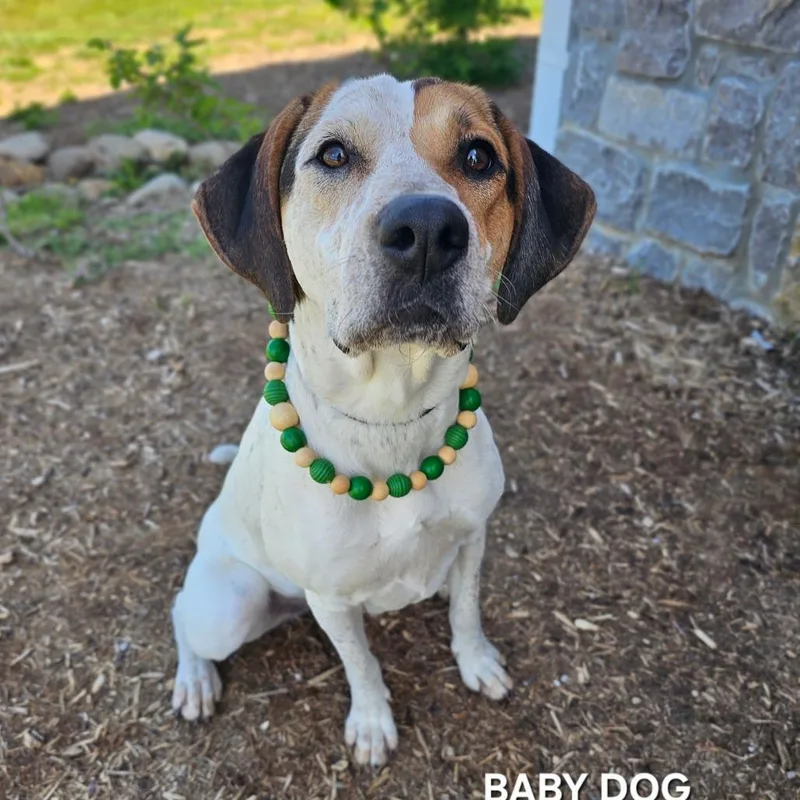 An adult medium-sized female White / Cream Mixed Breed dog named Baby Dog for adoption in Madisonville, TN