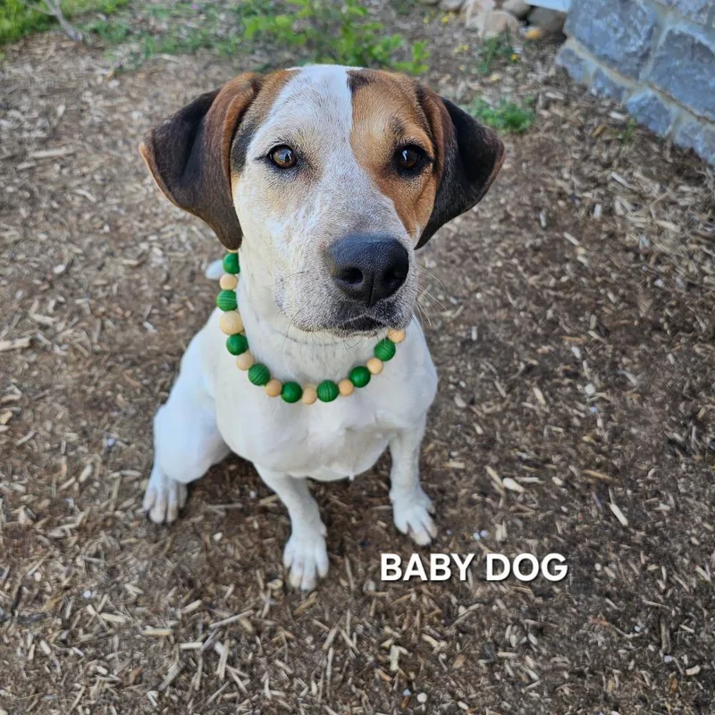 Baby Dog thumbnail 3