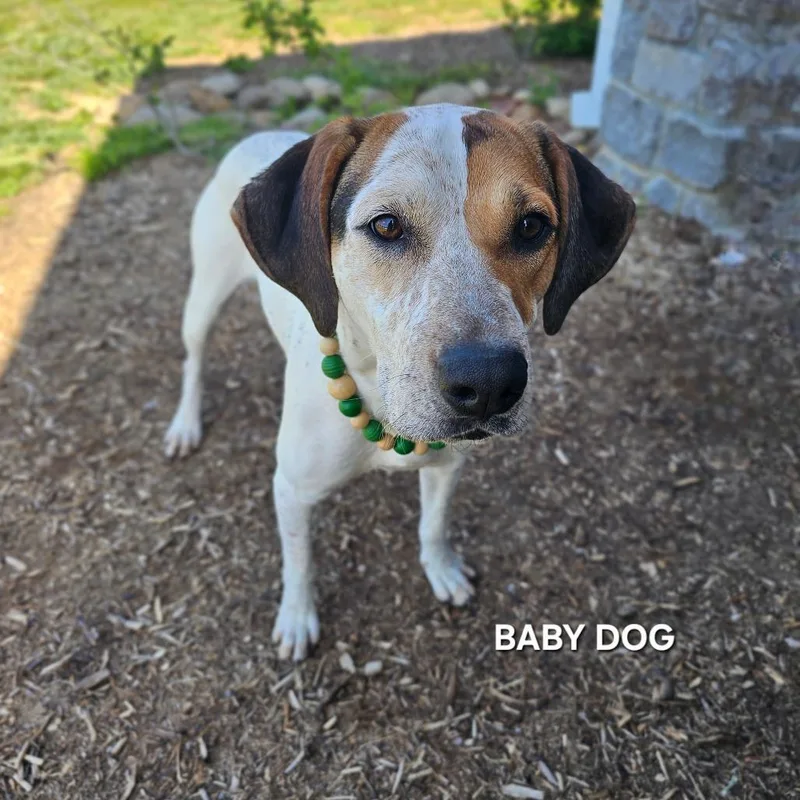 Baby Dog thumbnail 4