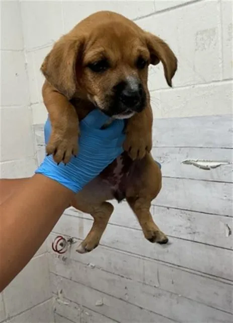 A baby small-sized female Pit Bull Terrier dog named Enero for adoption in San Bernardino, CA